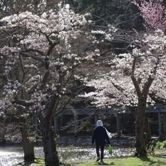 Spring blossoms in Beacon Hill Park
