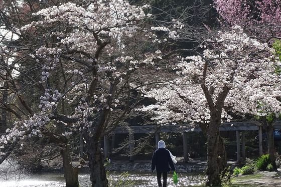 Spring blossoms in Beacon Hill Park