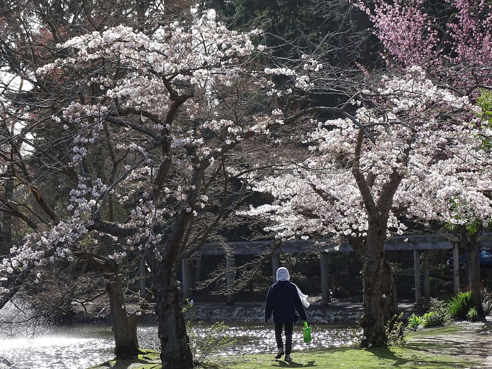 Spring blossoms in Beacon Hill Park