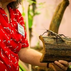 Inside the Victoria Bug Zoo