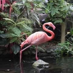 A flamingo among tropical plants inside the Victoria Butterfly Gardens