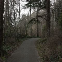 A forest path in Elk/Beaver Lake Regional Park