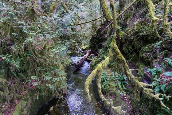 Forest and river in Goldstream Provincial Park