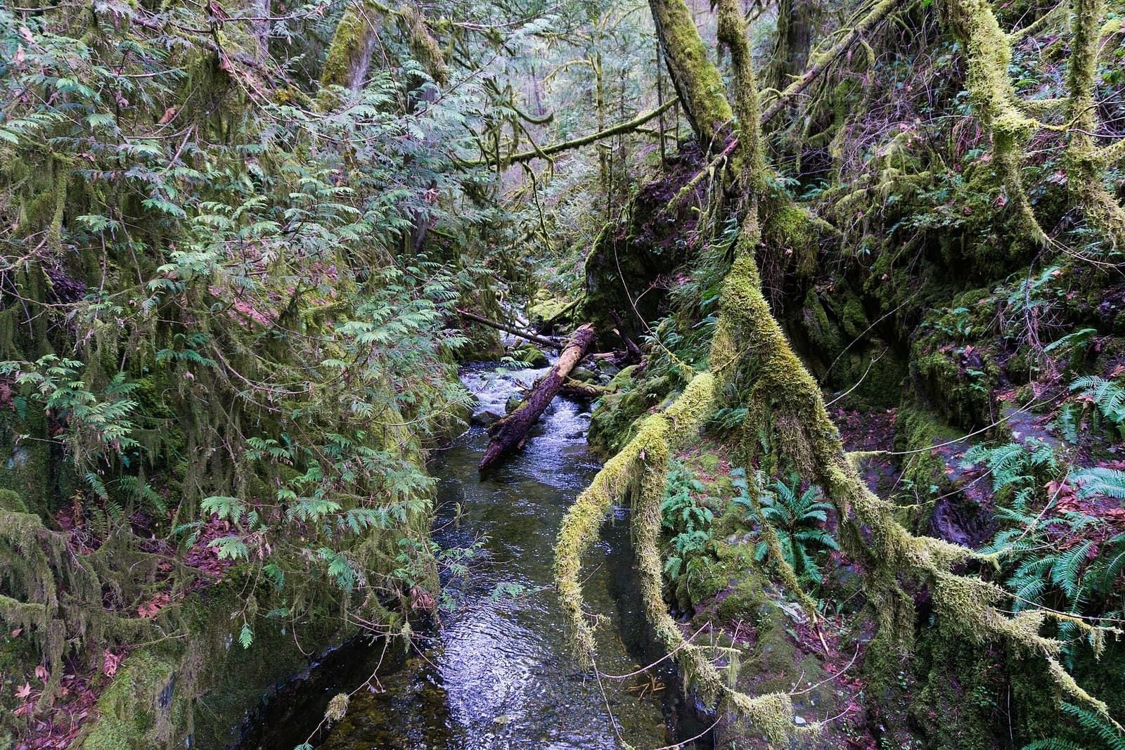 Forest and river in Goldstream Provincial Park