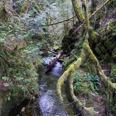 Forest and river in Goldstream Provincial Park