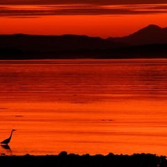 Sunset over the water at Island View Beach, with a heron in silhouette