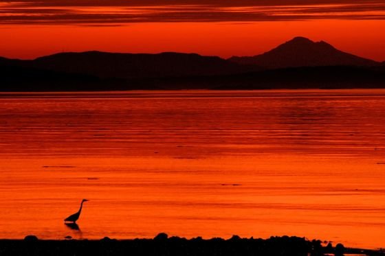 Sunset over the water at Island View Beach, with a heron in silhouette
