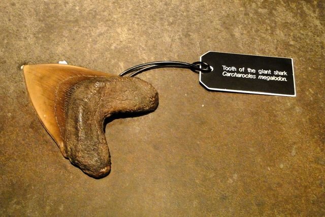 A fossil megalodon tooth on display at the Royal BC Museum