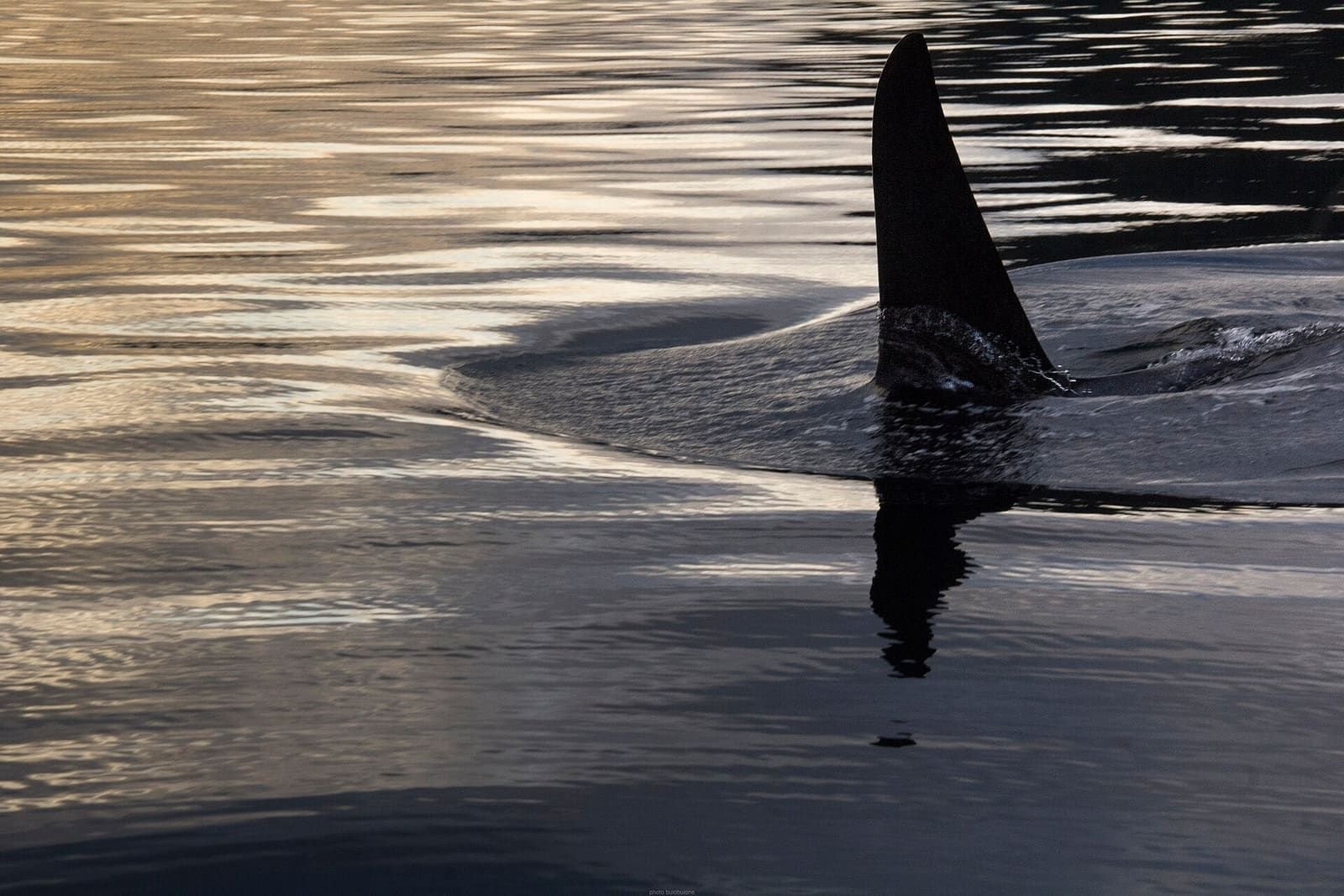 The dorsal fin of a killer whale breaking the surface off Vancouver Island
