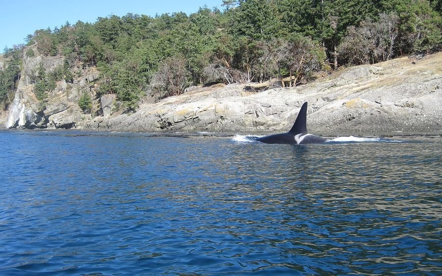 A male Southern Resident orca surfacing near a rocky shore